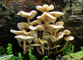 Collybia acervata, Clustered growth habit.